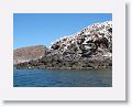 Day1-AM-ToLasAnimas - 47 * Guano covered rocks host various bird colonies in the Midriff Islands. * Guano covered rocks host various bird colonies in the Midriff Islands.